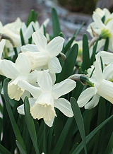 X 100 NARCISSUS ICE BABY