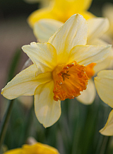 X 100 NARCISSUS JUANITA