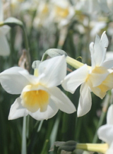 X 100 NARCISSUS SWEET LOVE