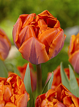 X 100 TULIPA HERMITAGE DOUBLE