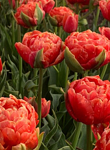 X 100 TULIPA ORANGE FLAVOUR