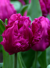 X 100 TULIPA PARROT PRINCE