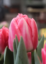 X 100 TULIPA PINK FOXTROT