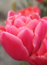 X 100 TULIPA PINK SYMBIOSE