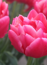 X 100 TULIPA SALMON SYMBIOSE