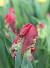 X 100 TULIPA SEADOV PARROT