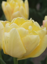 X 100 TULIPA YELLOW SYMBIOSE