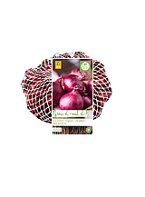 X NETLON 500 gr. PLANTUIEN RED BARON