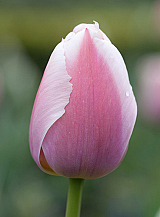 X 100 TULIPA OLLIOULES
