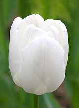 X 100 TULIPA PIM FORTUYN