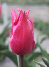 X 100 TULIPA PRETTY LOVE