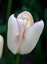 X 100 TULIPA GRACELAND