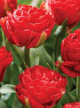 X 100 TULIPA PAMPLONA