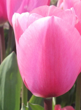 X 100 TULIPA BIG LOVE