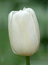 X 100 TULIPA CATHERINA