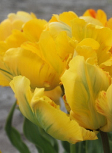 X 100 TULIPA EAGLE WINGS