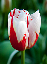 X 100 TULIPA HAPPY GENERATION