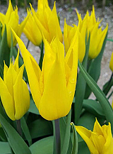X 100 TULIPA LA PERLA
