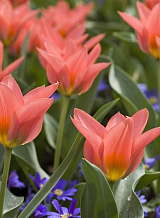 X 100 TULIPA ORIENTAL BEAUTY
