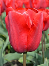 X 100 TULIPA RED JIMMY