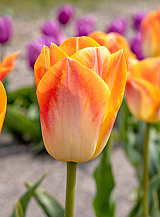 X 100 TULIPA SALMON DYNASTY