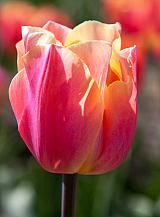 X 100 TULIPA SALMON JIMMY