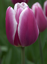 X 100 TULIPA SYNAEDA BLUE