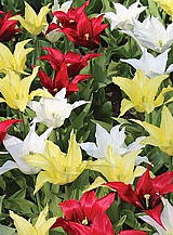 X 100 TULIPA TRES CHIC FESTIVAL MIX