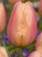 X 100 TULIPA APRICOT FAVOURITE