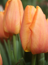 X 100 TULIPA BELLVILE