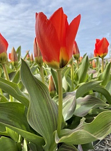 X 100 TULIPA COPENHAGEN