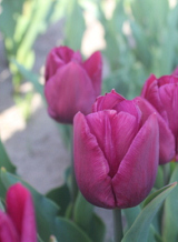 X 100 TULIPA COPEX PURPLE