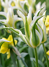 X 100 TULIPA GREENSTAR