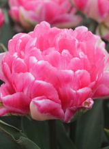 X 100 TULIPA LOVE GAME