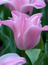X 100 TULIPA MISS ELEGANCE