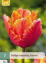X   7 TULIPA AMAZING PARROT