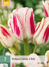X   7 TULIPA CANDY CLUB