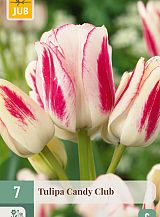 X 7 TULIPA CANDY CLUB