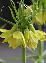 X   10 FRITILLARIA IMP. EARLY PASSION
