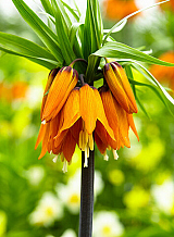 X   10 FRITILLARIA IMP. ORANGE BEAUTY