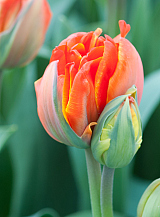 X 100 TULIPA QUEENSDAY
