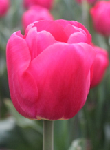 X 100 TULIPA ADELANTE