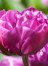 X 100 TULIPA BACKPACKER
