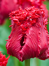 X 100 TULIPA BARBADOS