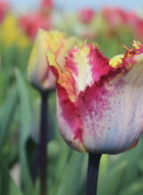 X 100 TULIPA COLOUR FUSION