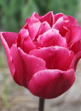 X 100 TULIPA ESTATIC