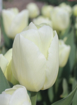 X 100 TULIPA LIMONCELLO