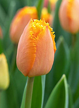 X 100 TULIPA OGENE
