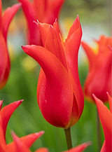 X 100 TULIPA ROYAL CHARM