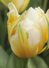X 100 TULIPA SWEET VALLEY